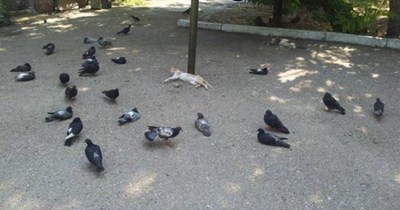 Cat Guard on Duty
