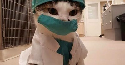 Dr. Cat speaks
