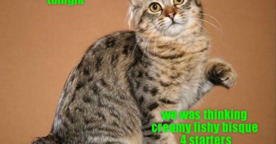Feline family event planner