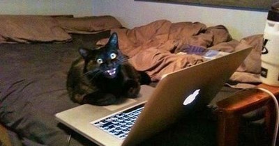 f0r t3h lulz