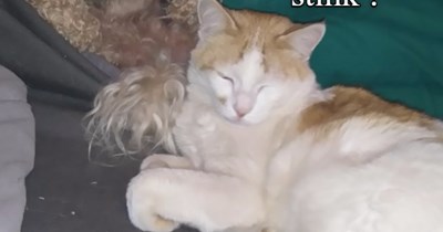 Average cat thought.
