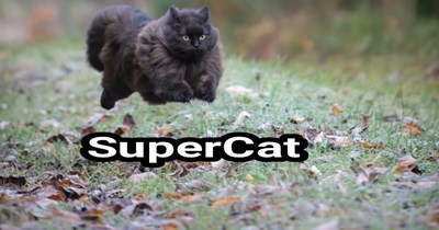 Monorail Cat + HoverCat + catnip = ...?
