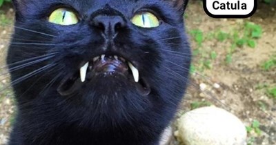 Count Catula