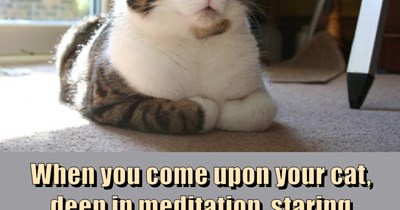 Cats are the masters of the universe