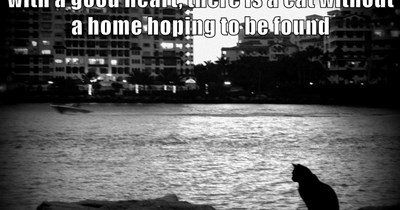 Adopt a cat