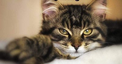 Not plotting
