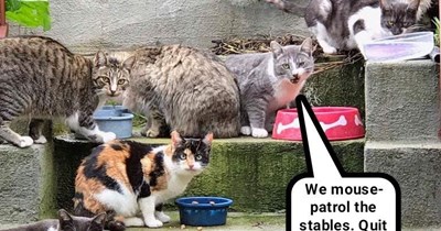 It's the mice who are doing the praying