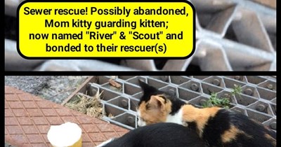 Sewer rescue