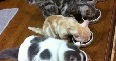 The NOMscar Elebenty-Hundred:                                                                                                 "Gentlecats, start your stomachs!"