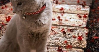 Still a meowdel