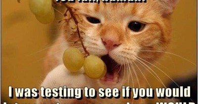 Never give cats grapes