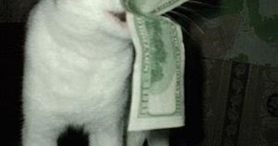 Fair feline trade