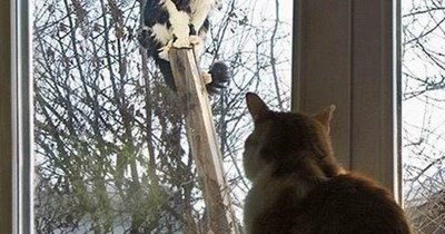 I'm stuck up here!
