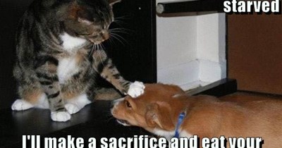 Benevolent cat