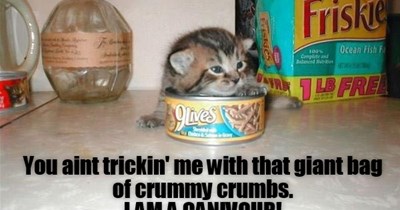 Carnivorous Kitty