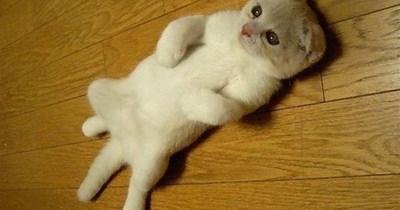 Thoughts That Keep Cats up at NIght