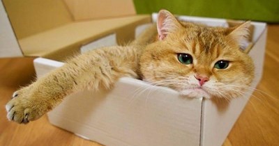 Lacks meowtivation