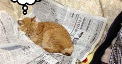 Sleep nexus
