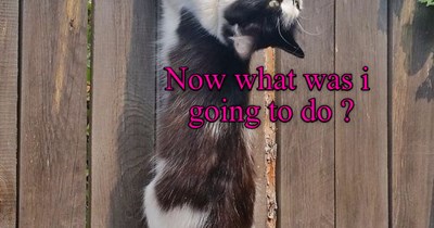 Maybe visit the neighbor...