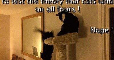 Cats land on all fours