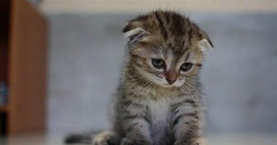 Sad kitty