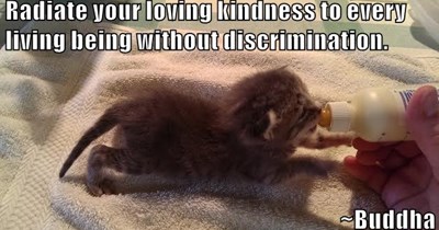 Loving kindness