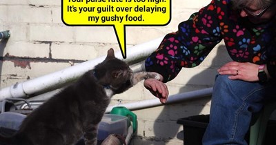 Dr Kitteh prescribes can opener therapy