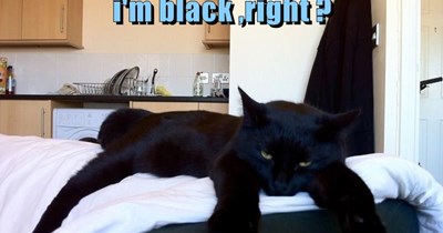MAtch your clothes to your cat