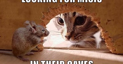 Knock knock