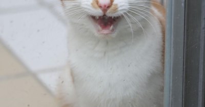 Let meowt