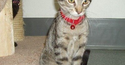 Basement cat is watching you