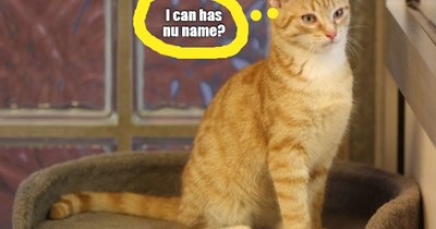 Kater got adopted!
