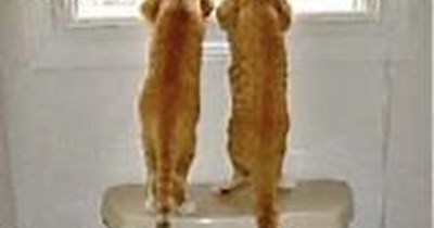 He's wearing a blue coat!