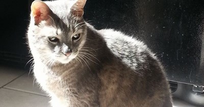 G-Cat - Giver of Quests