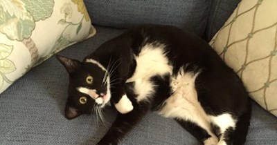 Pride and Prejudice and Kitties?