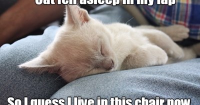 I live in this chair.