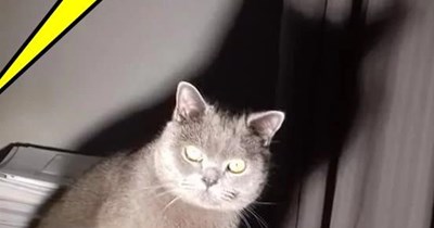 Interrogating a pawssible purrpetrator