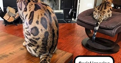 It's a kitty art form