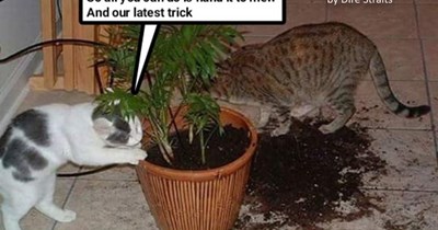 adapted from "Your Latest Trick" by Dire Straits