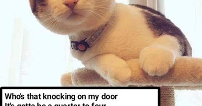 "Hot Legs" by Rod Stewart