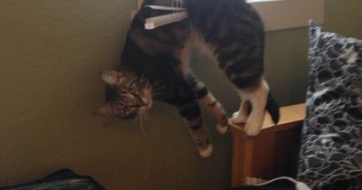 Did I get the stinkbug?