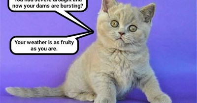 California screaming, it's such a wacky way