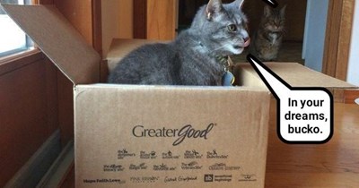 Purrssession is nine tenths of the claw