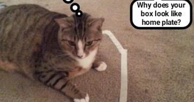 Will kitty strike out, or will he score?