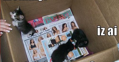 mommy! iz ai teh free won?