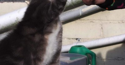 Being owned by a cat!