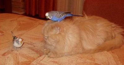 She has a beautiful hat bird, ja?