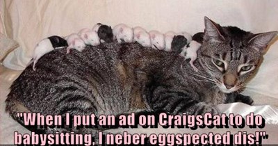 Babysitting on CraigsCat