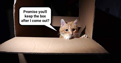 Kitty isn't green, don't make him blue