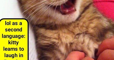 Did someone hack kitty's neural network?